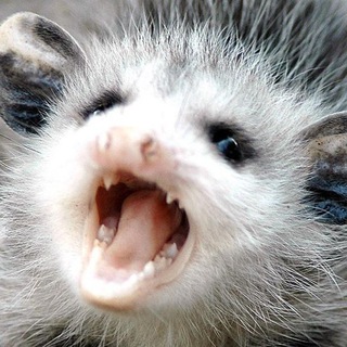 Логотип Телеграм канала . Бесплатная аналитика Telegram каналов