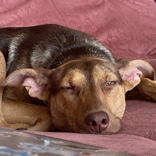 Логотип Телеграм канала . Бесплатная аналитика Telegram каналов