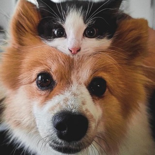 Логотип Телеграм канала lapki_hvostiki. Бесплатная аналитика Telegram каналов