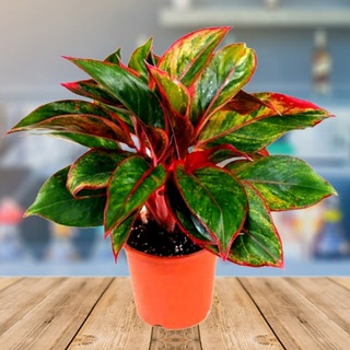 Логотип Телеграм канала sadik_na_okne. Бесплатная аналитика Telegram каналов