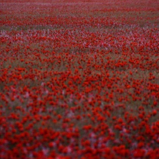 Telegram Channel logo . Free Telegram Channel Analytics