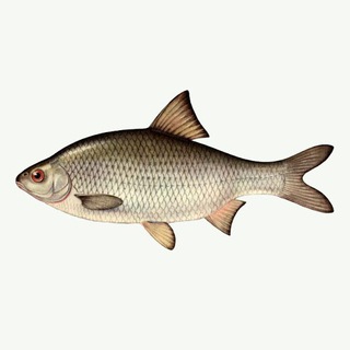 Логотип Телеграм канала Вобла. Бесплатная аналитика Telegram каналов