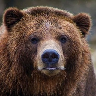 Логотип Телеграм канала zolotye_gryadky. Бесплатная аналитика Telegram каналов