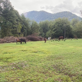 Telegram Channel logo photosforprank. Free Telegram Channel Analytics