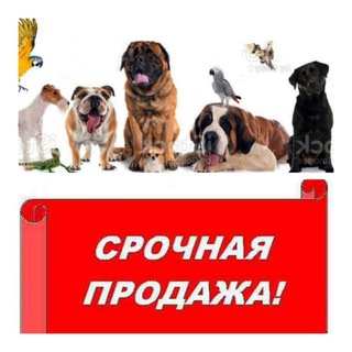 Telegram Channel logo sale_animal. Free Telegram Channel Analytics