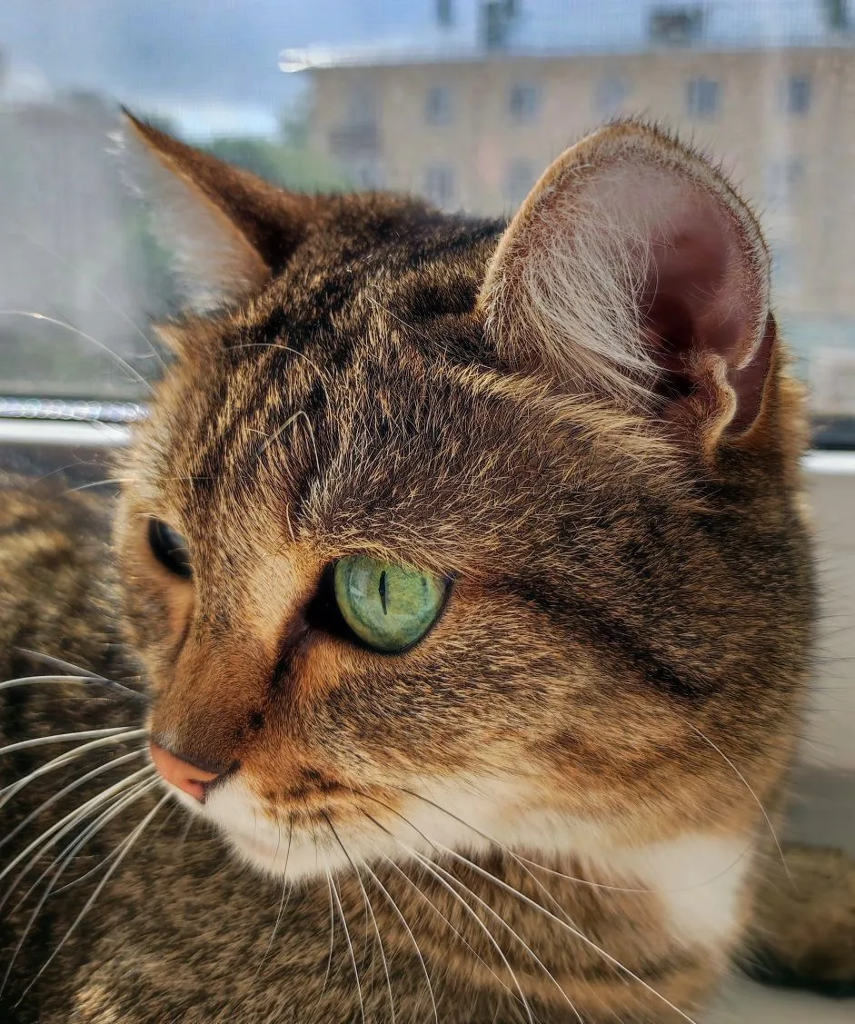 Telegram Channel logo cats2025. Free Telegram Channel Analytics