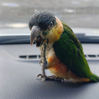 Логотип Телеграм канала . Бесплатная аналитика Telegram каналов