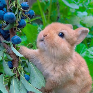 Логотип Телеграм канала mzlff. Бесплатная аналитика Telegram каналов