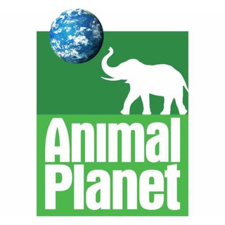 Telegram Channel logo animal_pIanet. Free Telegram Channel Analytics