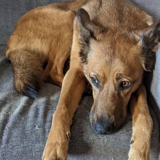 Telegram Channel logo israel_with_pets. Free Telegram Channel Analytics