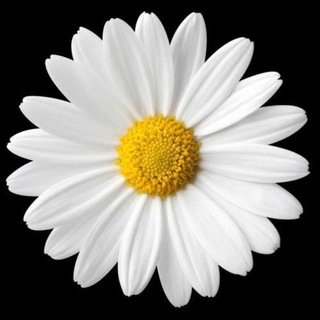 Telegram Channel logo kartinkidlyrodstvennikov. Free Telegram Channel Analytics