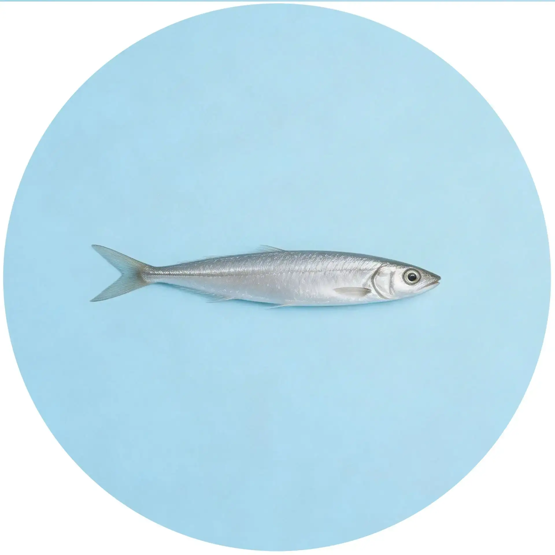 Telegram Channel logo mrlbll3lzdkkilivb2aq63xpzbyiuo_j2rczs3mat6k. Free Telegram Channel Analytics