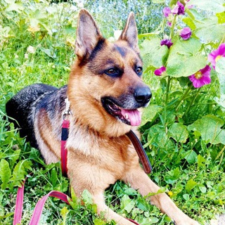 Логотип Телеграм канала sobakimitino. Бесплатная аналитика Telegram каналов