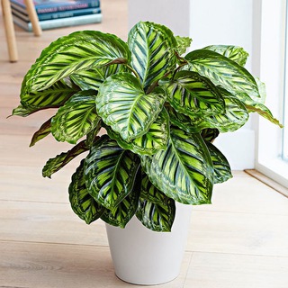 Логотип Телеграм канала zveto4ki_doma. Бесплатная аналитика Telegram каналов