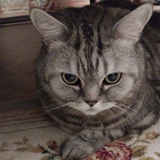 Логотип Телеграм канала Мемы с котами. Бесплатная аналитика Telegram каналов