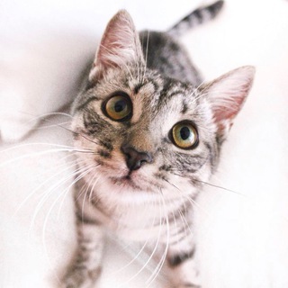 Telegram Channel logo annscats. Free Telegram Channel Analytics