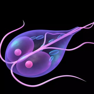 Telegram Channel logo lyambliya_ch. Free Telegram Channel Analytics