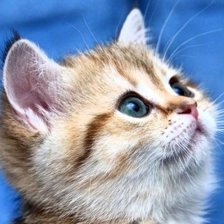 Логотип Телеграм канала cozvezdie1. Бесплатная аналитика Telegram каналов