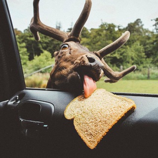 Telegram Channel logo Deer gifs. Free Telegram Channel Analytics