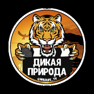 Логотип Телеграм канала . Бесплатная аналитика Telegram каналов