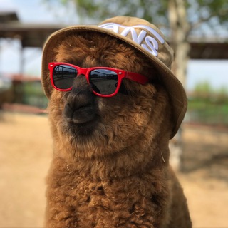 Логотип Телеграм канала . Бесплатная аналитика Telegram каналов