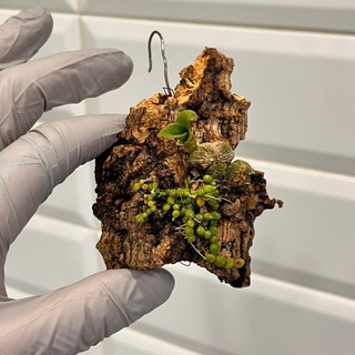 Логотип Телеграм канала . Бесплатная аналитика Telegram каналов