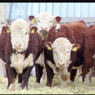 Telegram Channel logo krsselxoz03. Free Telegram Channel Analytics