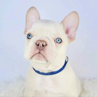 Логотип Телеграм канала . Бесплатная аналитика Telegram каналов