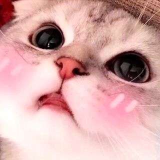 Telegram Channel logo koteyki_tgk. Free Telegram Channel Analytics