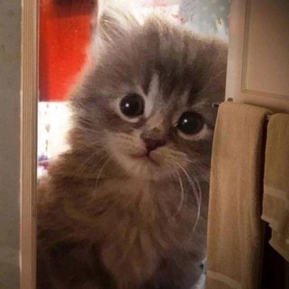 Telegram Channel logo kotovoememe. Free Telegram Channel Analytics