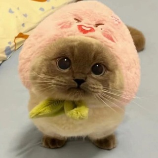 Логотип Телеграм канала cat_vibe_channel. Бесплатная аналитика Telegram каналов