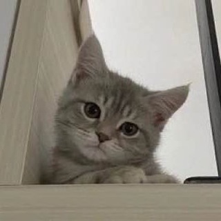 Telegram Channel logo standoff2_brat1shka. Free Telegram Channel Analytics