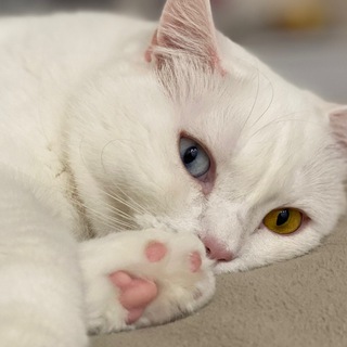 Логотип Телеграм канала rgchatik. Бесплатная аналитика Telegram каналов