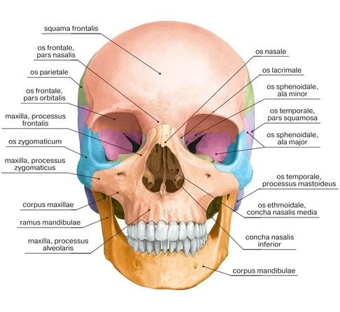Telegram Channel logo anatomyia. Free Telegram Channel Analytics