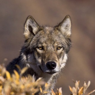 Telegram Channel logo . Free Telegram Channel Analytics