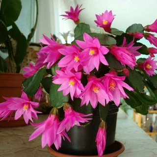 Логотип Телеграм канала flowersuzb_numberone. Бесплатная аналитика Telegram каналов