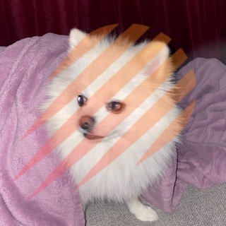 Логотип Телеграм канала . Бесплатная аналитика Telegram каналов