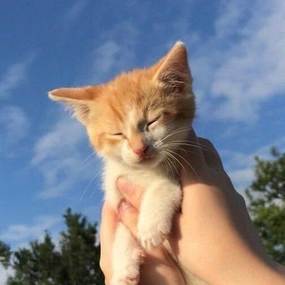 Telegram Channel logo vz_chatts. Free Telegram Channel Analytics