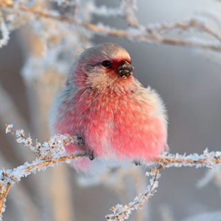 Логотип Телеграм канала ptitsy_atlas. Бесплатная аналитика Telegram каналов