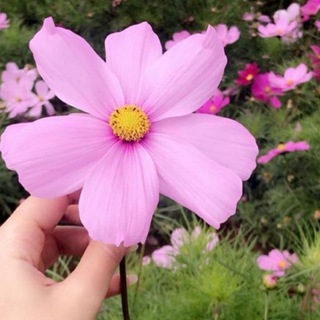 Логотип Телеграм канала 😍🌸عشراقة فرح🌸😍. Бесплатная аналитика Telegram каналов