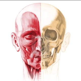 Логотип Телеграм канала . Бесплатная аналитика Telegram каналов