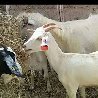 Логотип Телеграм канала ovinoscaprinosvenezuela. Бесплатная аналитика Telegram каналов