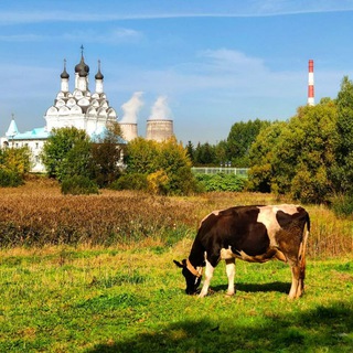 Telegram Channel logo zamkadye_new. Free Telegram Channel Analytics