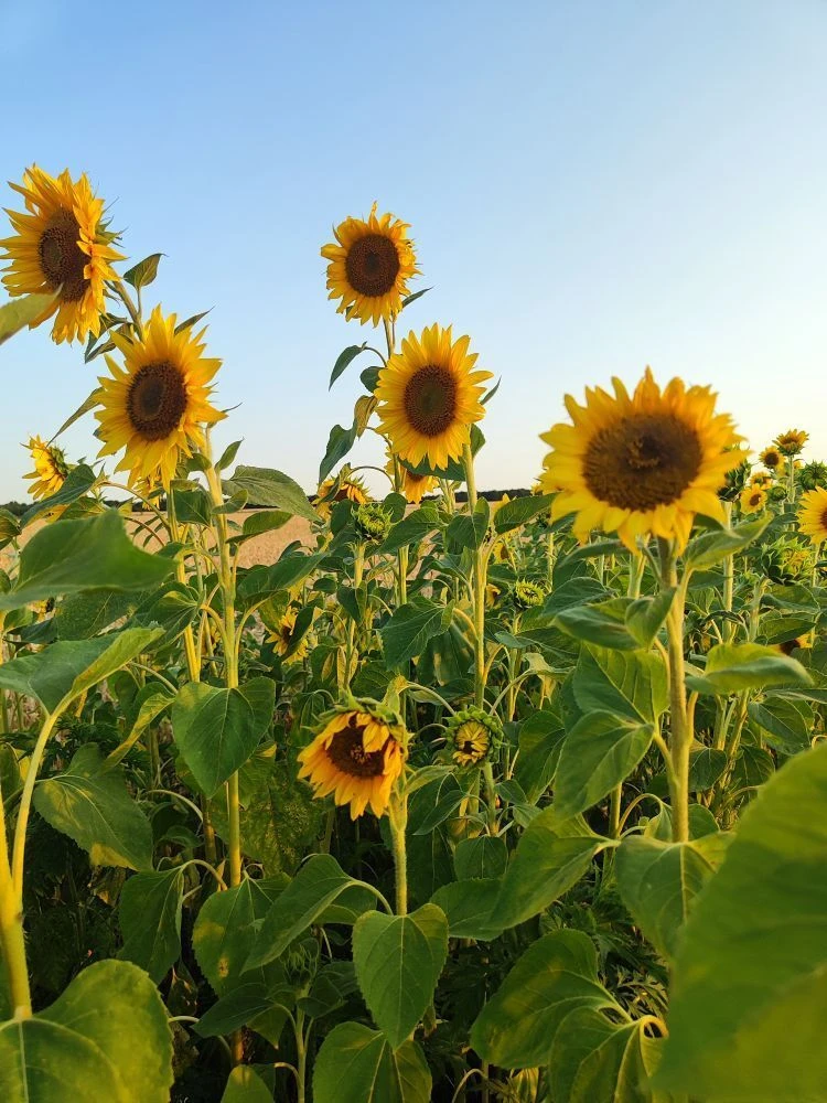 Telegram Channel logo vto9utirfyz9musps9kvfjl4bxhqtjw66t-nxht1to8. Free Telegram Channel Analytics