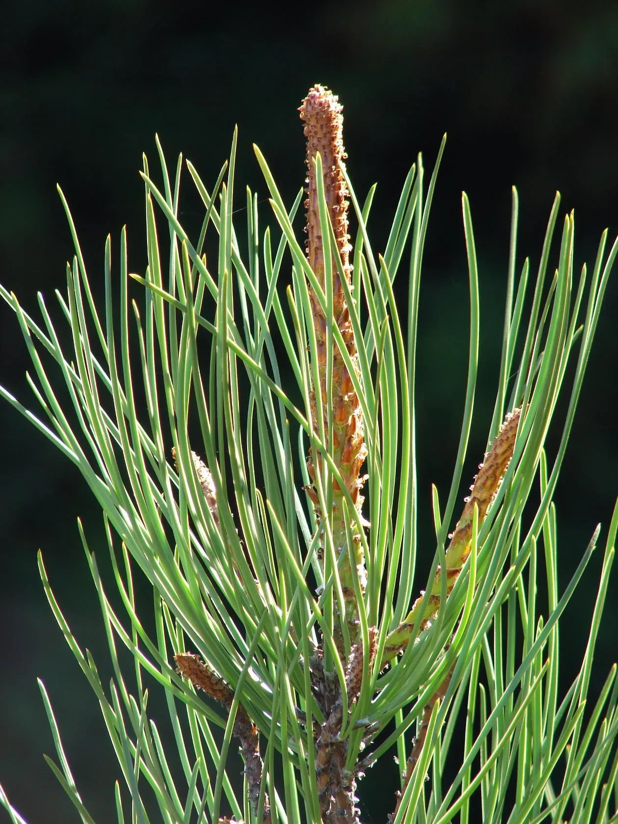 Telegram Channel logo vsyoprohvojnye. Free Telegram Channel Analytics