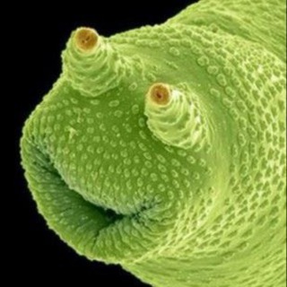 Логотип Телеграм канала +G0TZKg9SnNY4MmFi. Бесплатная аналитика Telegram каналов