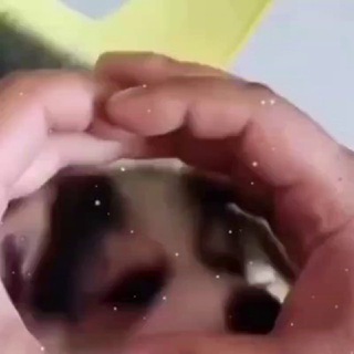 Telegram Channel logo Humor Pet 🐾😁. Free Telegram Channel Analytics