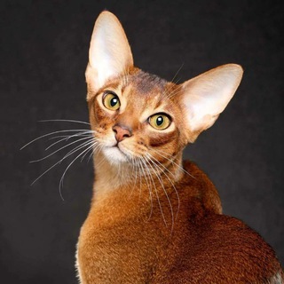 Telegram Channel logo catdarom. Free Telegram Channel Analytics