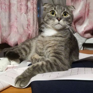 Логотип Телеграм канала medecg. Бесплатная аналитика Telegram каналов