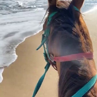 Логотип Телеграм канала . Бесплатная аналитика Telegram каналов